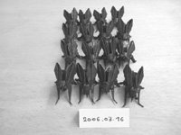 photo2006.03.16